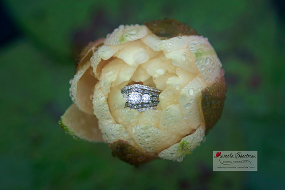 Wedding ring nestled inside yellow rose Lake Lure, NC