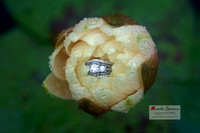 Beautiful close up of ring inside flower